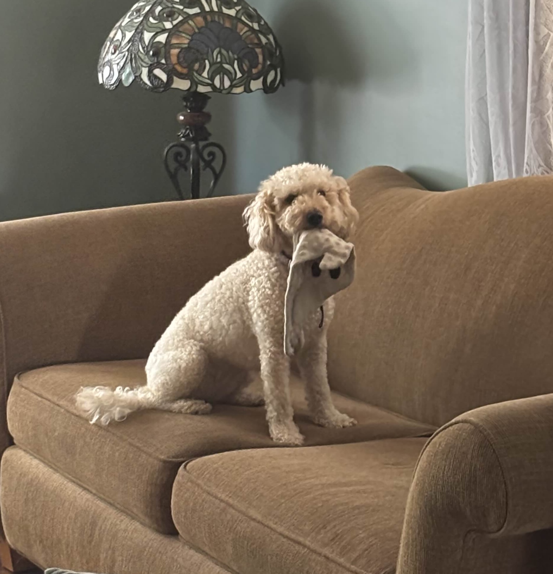 photo of doggie- "Poppy"
